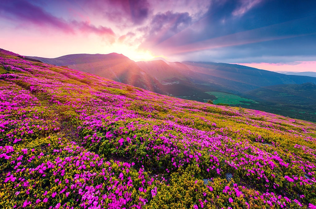 Valley of Flowers